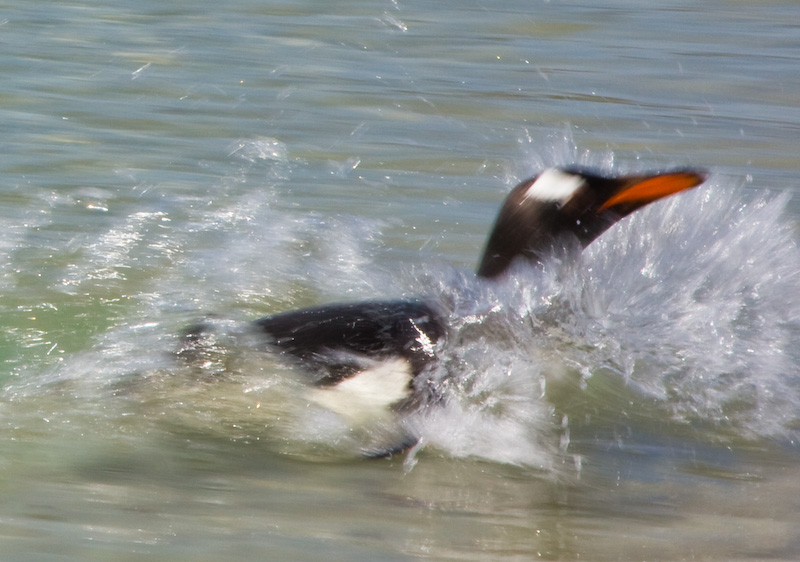 Gentoo Penguin Arriving On Beach